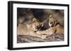 South Africa, Lion Cubs-Amos Nachoum-Framed Photographic Print