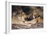 South Africa, Lion Cubs-Amos Nachoum-Framed Photographic Print