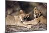 South Africa, Lion Cubs-Amos Nachoum-Mounted Photographic Print