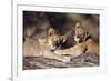 South Africa, Lion Cubs-Amos Nachoum-Framed Photographic Print