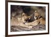 South Africa, Lion Cubs-Amos Nachoum-Framed Photographic Print