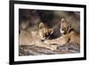 South Africa, Lion Cubs-Amos Nachoum-Framed Photographic Print