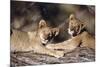 South Africa, Lion Cubs-Amos Nachoum-Mounted Photographic Print