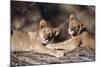 South Africa, Lion Cubs-Amos Nachoum-Mounted Photographic Print