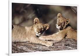 South Africa, Lion Cubs-Amos Nachoum-Framed Photographic Print