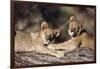 South Africa, Lion Cubs-Amos Nachoum-Framed Photographic Print