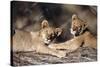 South Africa, Lion Cubs-Amos Nachoum-Stretched Canvas