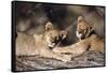 South Africa, Lion Cubs-Amos Nachoum-Framed Stretched Canvas