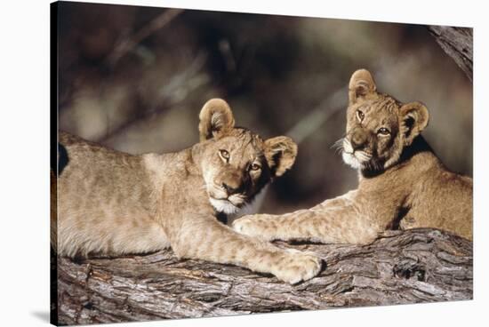 South Africa, Lion Cubs-Amos Nachoum-Stretched Canvas