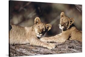 South Africa, Lion Cubs-Amos Nachoum-Stretched Canvas