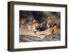 South Africa, Lion Cubs-Amos Nachoum-Framed Photographic Print