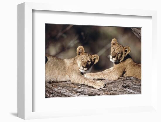 South Africa, Lion Cubs-Amos Nachoum-Framed Photographic Print