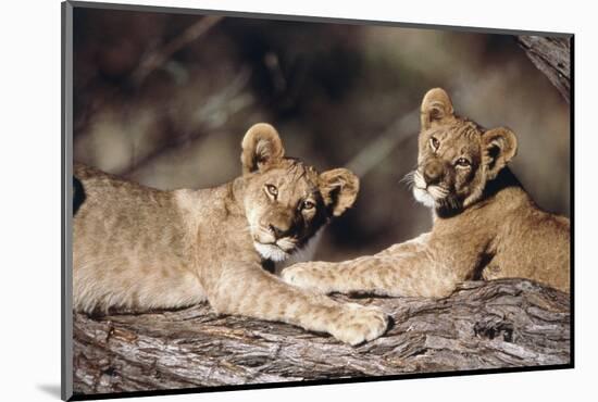 South Africa, Lion Cubs-Amos Nachoum-Mounted Photographic Print