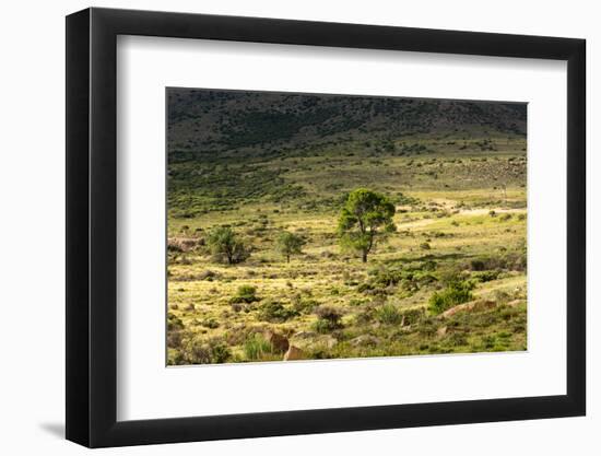 South Africa, Morning Mood in the Little Karoo-Catharina Lux-Framed Photographic Print