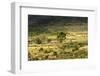 South Africa, Morning Mood in the Little Karoo-Catharina Lux-Framed Photographic Print