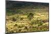 South Africa, Morning Mood in the Little Karoo-Catharina Lux-Mounted Photographic Print