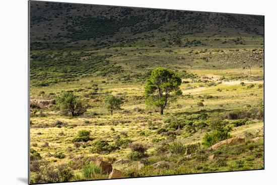 South Africa, Morning Mood in the Little Karoo-Catharina Lux-Mounted Photographic Print