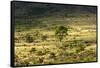 South Africa, Morning Mood in the Little Karoo-Catharina Lux-Framed Stretched Canvas