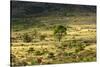 South Africa, Morning Mood in the Little Karoo-Catharina Lux-Stretched Canvas