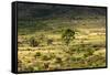 South Africa, Morning Mood in the Little Karoo-Catharina Lux-Framed Stretched Canvas