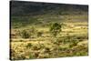 South Africa, Morning Mood in the Little Karoo-Catharina Lux-Stretched Canvas