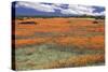 South Africa, Namaqualand, View of Dimorphotheca Sinuata Flower-Charles Crust-Stretched Canvas