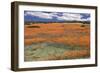 South Africa, Namaqualand, View of Dimorphotheca Sinuata Flower-Charles Crust-Framed Photographic Print