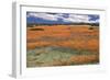 South Africa, Namaqualand, View of Dimorphotheca Sinuata Flower-Charles Crust-Framed Photographic Print