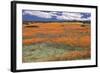 South Africa, Namaqualand, View of Dimorphotheca Sinuata Flower-Charles Crust-Framed Photographic Print