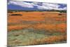 South Africa, Namaqualand, View of Dimorphotheca Sinuata Flower-Charles Crust-Mounted Photographic Print