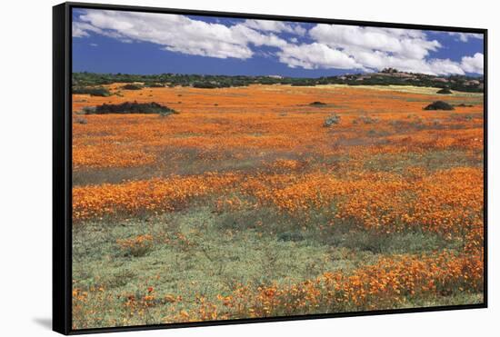 South Africa, Namaqualand, View of Dimorphotheca Sinuata Flower-Charles Crust-Framed Stretched Canvas