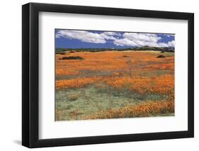 South Africa, Namaqualand, View of Dimorphotheca Sinuata Flower-Charles Crust-Framed Photographic Print