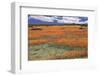 South Africa, Namaqualand, View of Dimorphotheca Sinuata Flower-Charles Crust-Framed Photographic Print