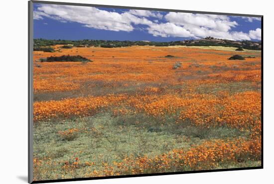 South Africa, Namaqualand, View of Dimorphotheca Sinuata Flower-Charles Crust-Mounted Photographic Print