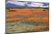 South Africa, Namaqualand, View of Dimorphotheca Sinuata Flower-Charles Crust-Mounted Photographic Print