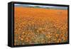 South Africa Orange Daisies-null-Framed Stretched Canvas