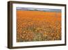South Africa Orange Daisies-null-Framed Photographic Print