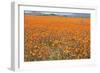 South Africa Orange Daisies-null-Framed Photographic Print