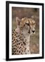 South Africa, Pretoria, Ann van Dyk Cheetah Center. Cheetah.-Cindy Miller Hopkins-Framed Photographic Print