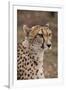 South Africa, Pretoria, Ann van Dyk Cheetah Center. Cheetah.-Cindy Miller Hopkins-Framed Premium Photographic Print