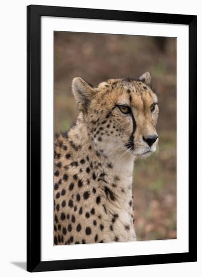 South Africa, Pretoria, Ann van Dyk Cheetah Center. Cheetah.-Cindy Miller Hopkins-Framed Premium Photographic Print