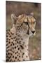 South Africa, Pretoria, Ann van Dyk Cheetah Center. Cheetah.-Cindy Miller Hopkins-Mounted Premium Photographic Print