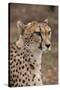 South Africa, Pretoria, Ann van Dyk Cheetah Center. Cheetah.-Cindy Miller Hopkins-Stretched Canvas