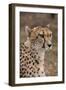 South Africa, Pretoria, Ann van Dyk Cheetah Center. Cheetah.-Cindy Miller Hopkins-Framed Photographic Print