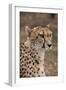 South Africa, Pretoria, Ann van Dyk Cheetah Center. Cheetah.-Cindy Miller Hopkins-Framed Photographic Print