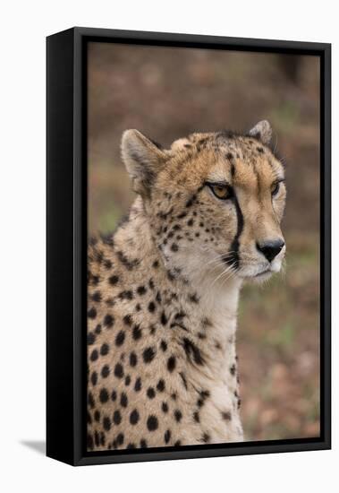 South Africa, Pretoria, Ann van Dyk Cheetah Center. Cheetah.-Cindy Miller Hopkins-Framed Stretched Canvas