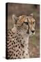 South Africa, Pretoria, Ann van Dyk Cheetah Center. Cheetah.-Cindy Miller Hopkins-Stretched Canvas