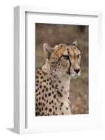 South Africa, Pretoria, Ann van Dyk Cheetah Center. Cheetah.-Cindy Miller Hopkins-Framed Photographic Print