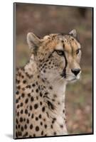 South Africa, Pretoria, Ann van Dyk Cheetah Center. Cheetah.-Cindy Miller Hopkins-Mounted Photographic Print