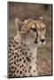 South Africa, Pretoria, Ann van Dyk Cheetah Center. Cheetah.-Cindy Miller Hopkins-Mounted Photographic Print